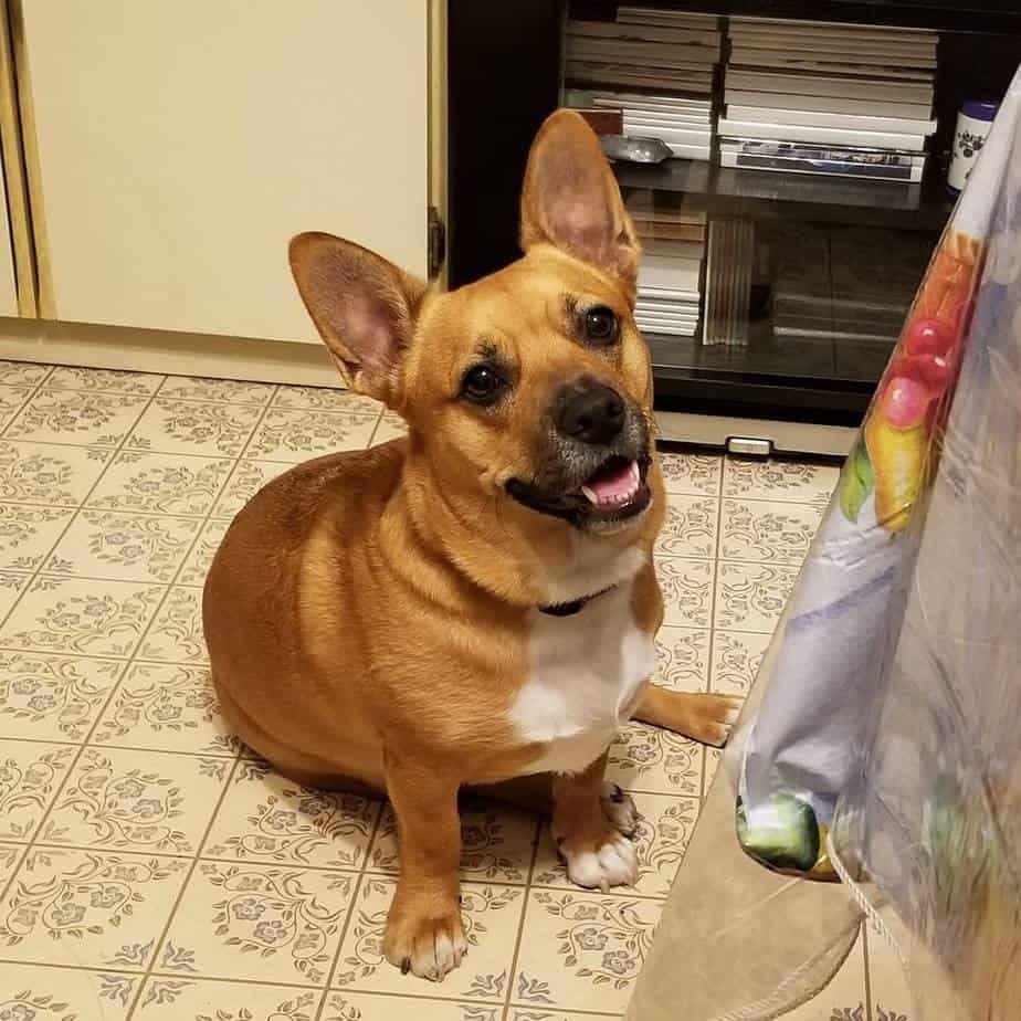 Appearance of Corgi Frenchie Mix