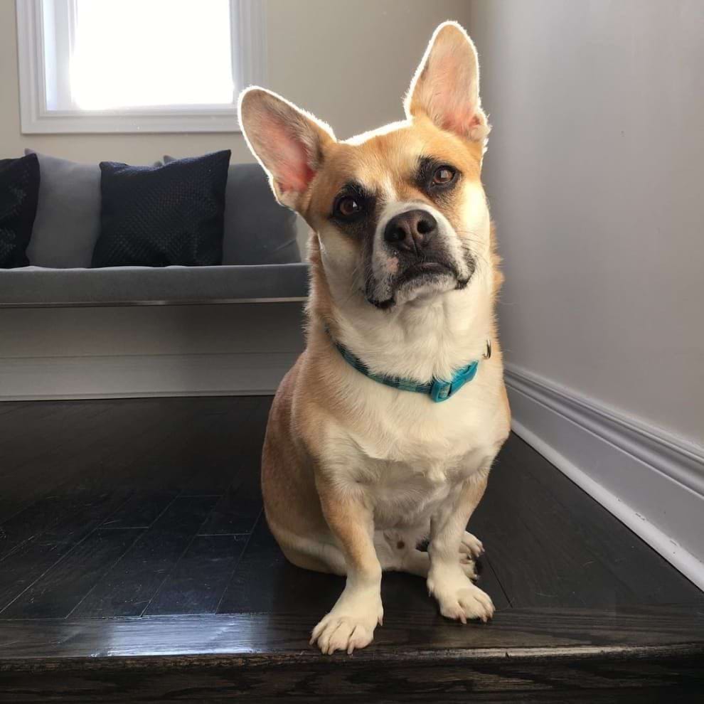 Training For Corgi Frenchie Mix
