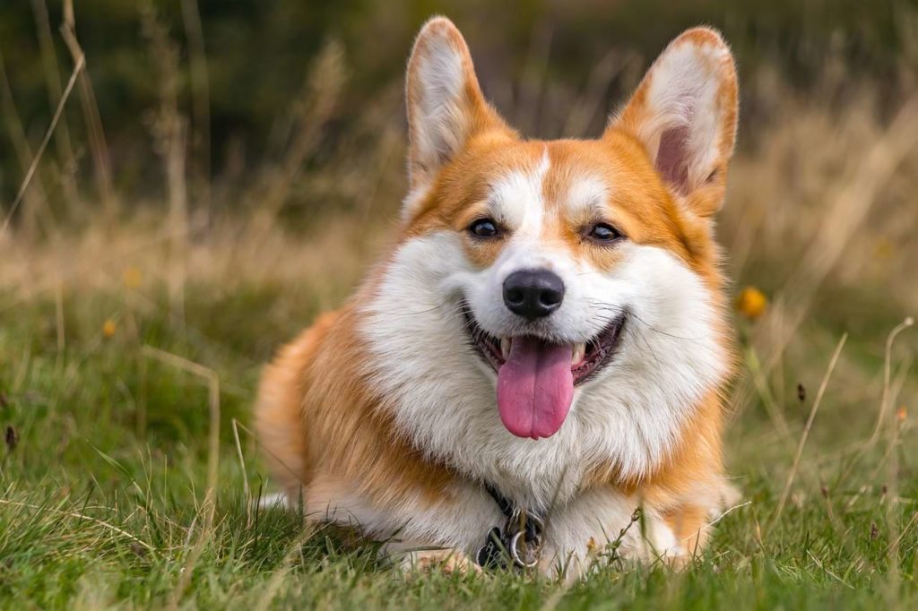 Corgi: Origins and history 