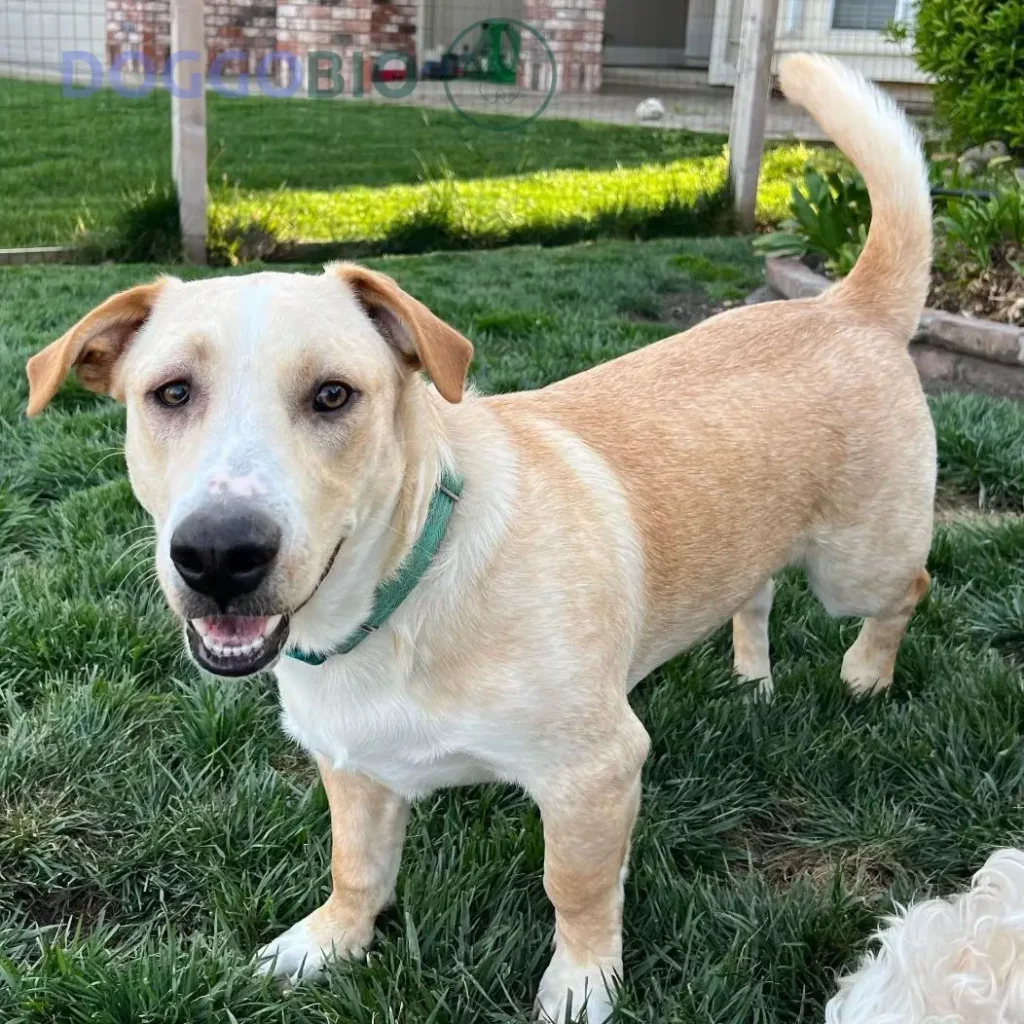 Pitbull Great Pyrenees Mix: All You Need to Know 2024