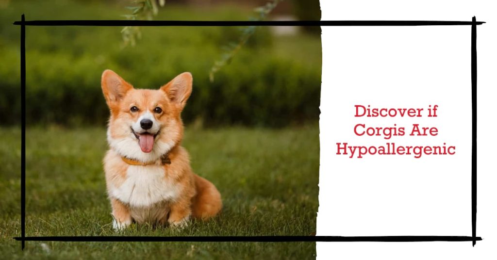 Are Corgis Hypoallergenic? Consider for Your New Canines a banner for "Are Corgis Hypoallergenic?"