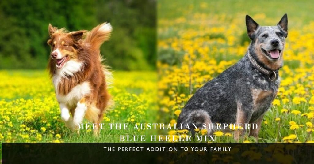 parents of Australian Shepherd Blue Heeler Mix