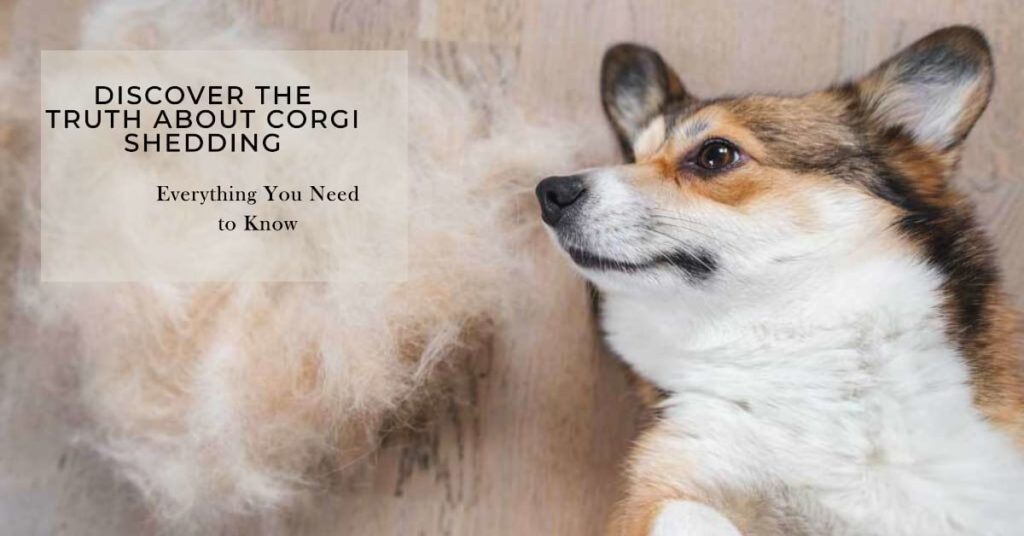 Do Corgis Shed? Helpful Tips You Need to Know a banner for " Do Corgis Shed?"