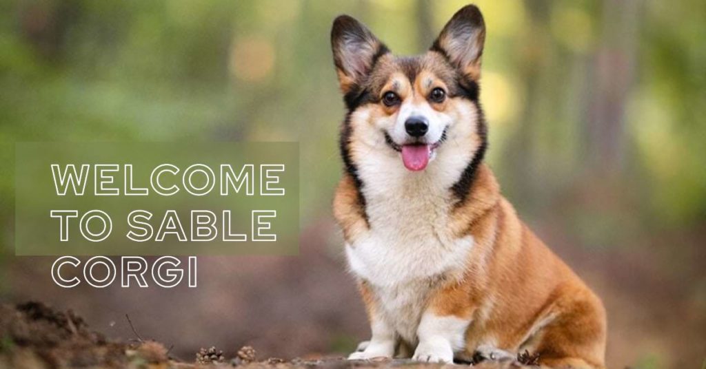 Sable Corgis: Deep into The interesting World of This Breed a banner for "Sable Corgi"