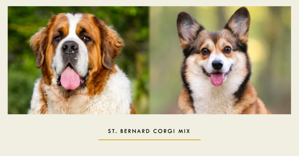 Average Lifespan of St. Bernard Corgi Mix - Doggo Bio