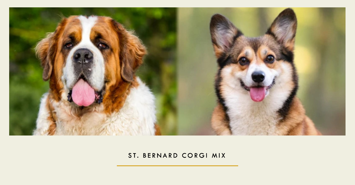 St. Bernard Corgi Mix: Everything You Need to Know 2023