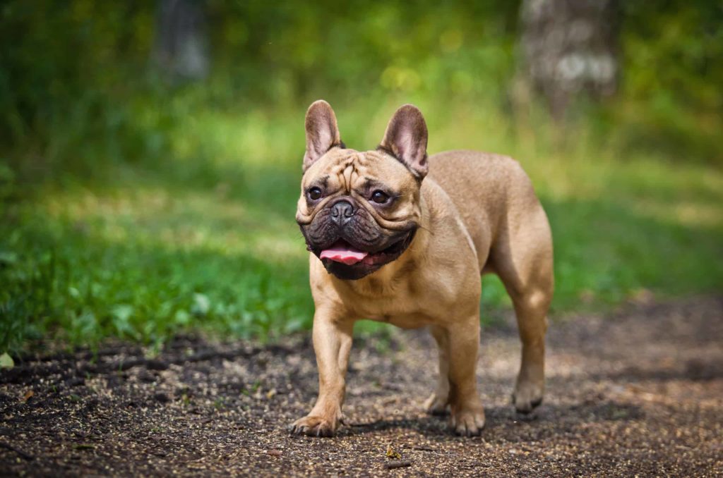 French Bulldog : Origins and history 