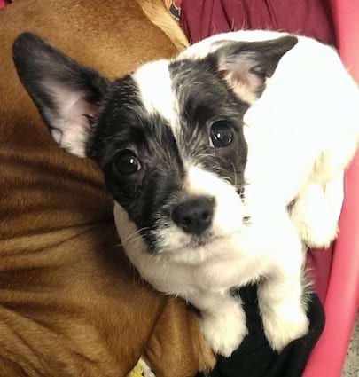 Is French Bulldog Corgi Mix healthy?