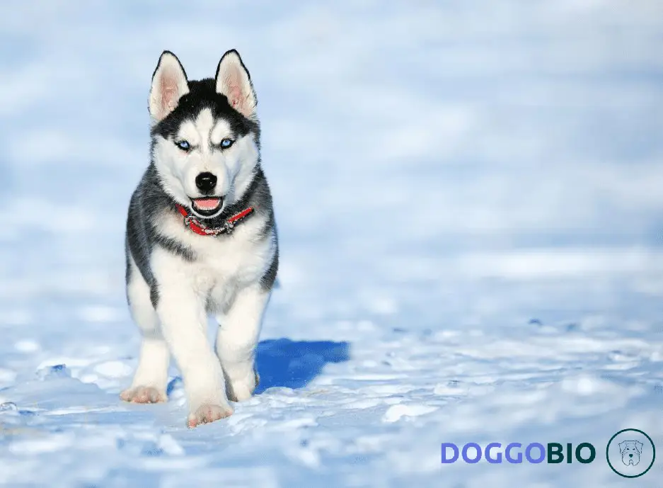 Miniature Husky Dog Breed