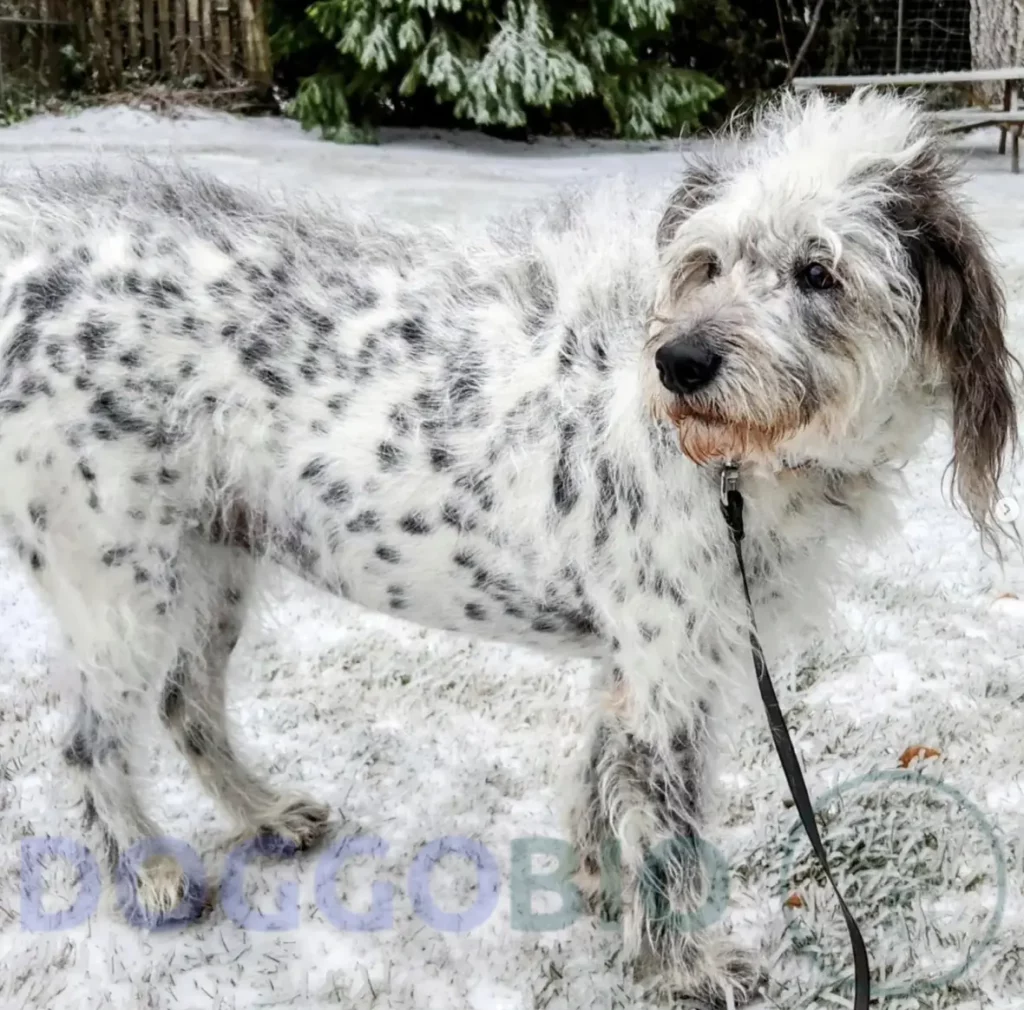 Dalmatian Poodle Mix Get To Know The