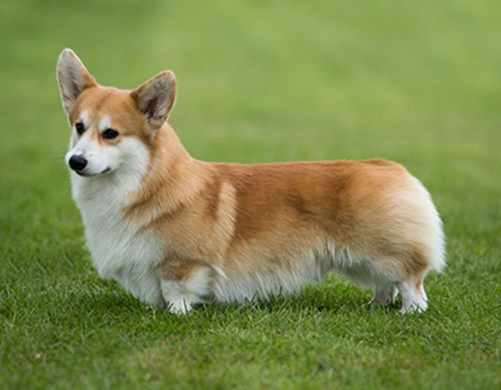 Blue Merle Corgi: Exploring the Fascinating World of Corgis 2024