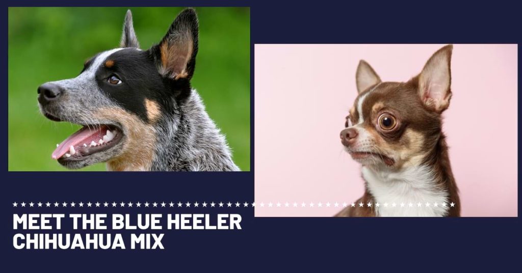 Parents of Chi-Heeler