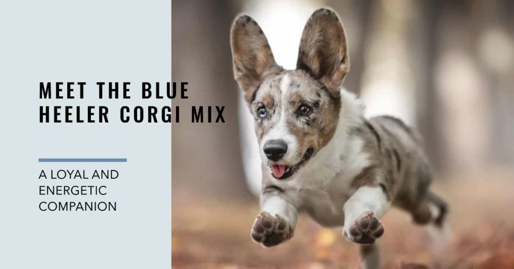 Blue Heeler Corgi Mix: Exploring the Fascinating World Blue Heeler Corgi MIx