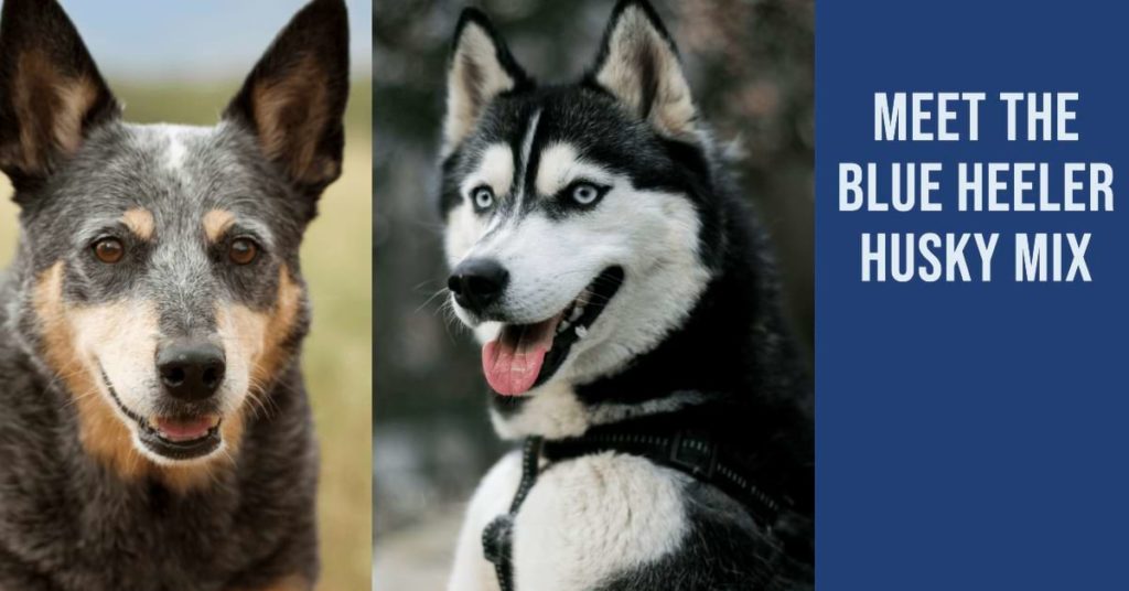 Blue Heeler Husky Mix: Interesting Facts You Need to Know Parents of Heeler Husky Mix