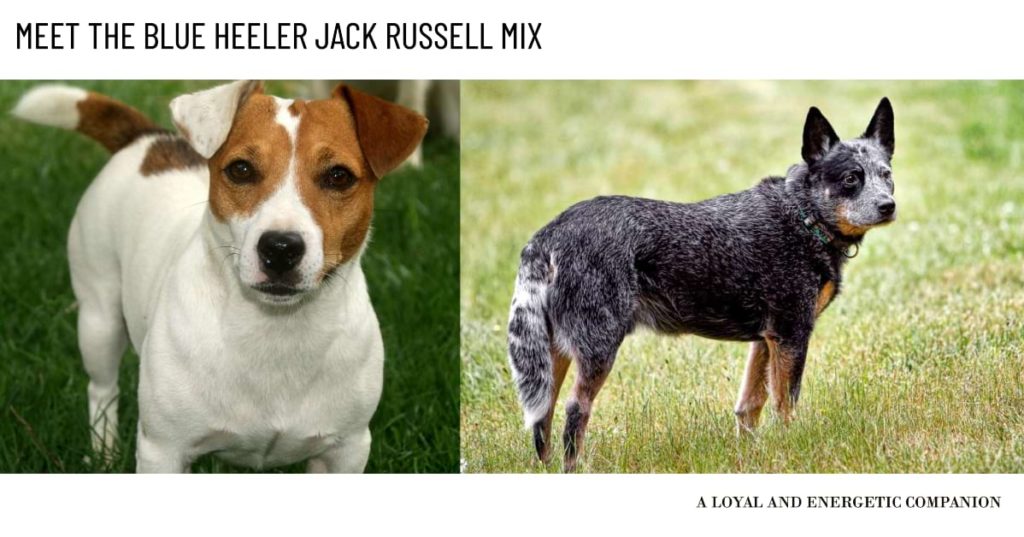 Blue Heeler Jack Russell Mix: Revealing Hidden Wonders Jack Russell and Blue Heeler