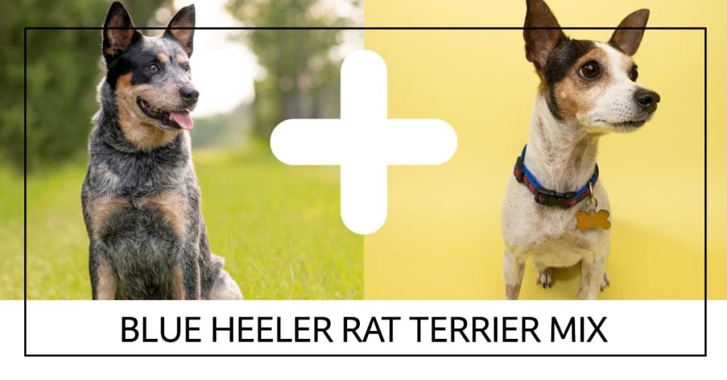 Blue Heeler Rat Terrier Mix: Revealing Hidden Wonders Parents of Blue Heeler Rat Terrier Mix