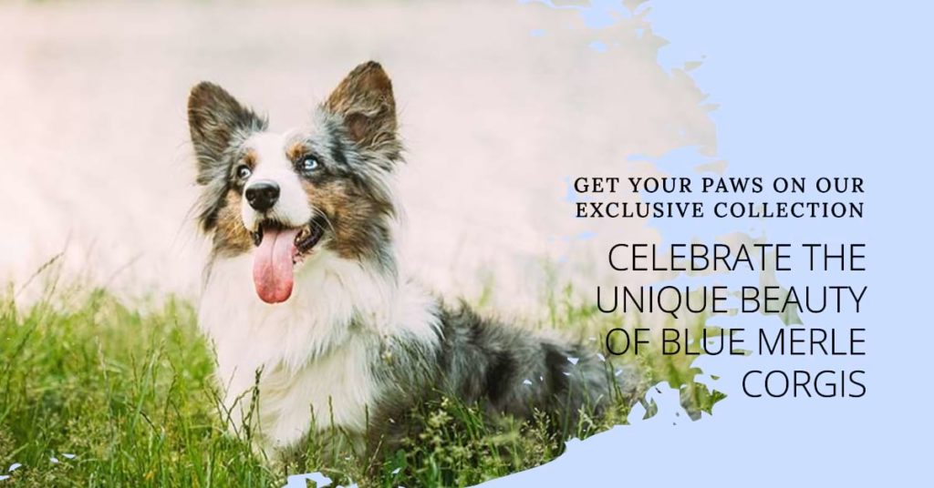Blue Merle Corgi: Exploring the Fascinating World of Corgis a banner for " blue merle Corgi"