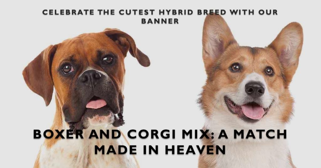 Boxer Corgi Mix: Powerful Love in a Small Package! Boxer and Corgi