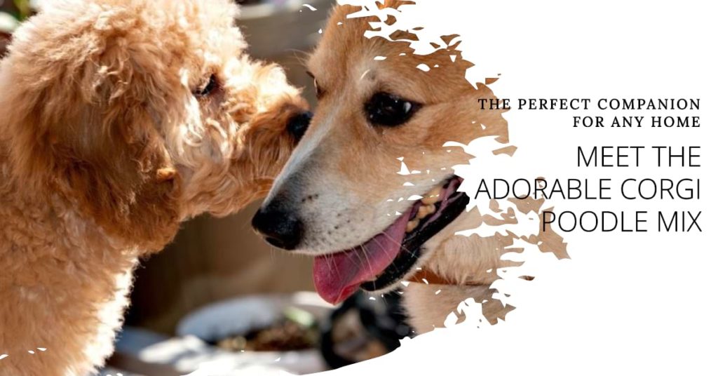 Corgi Poodle Mix: Powerful Secrets You Need to Know Corgi Poodle Mix