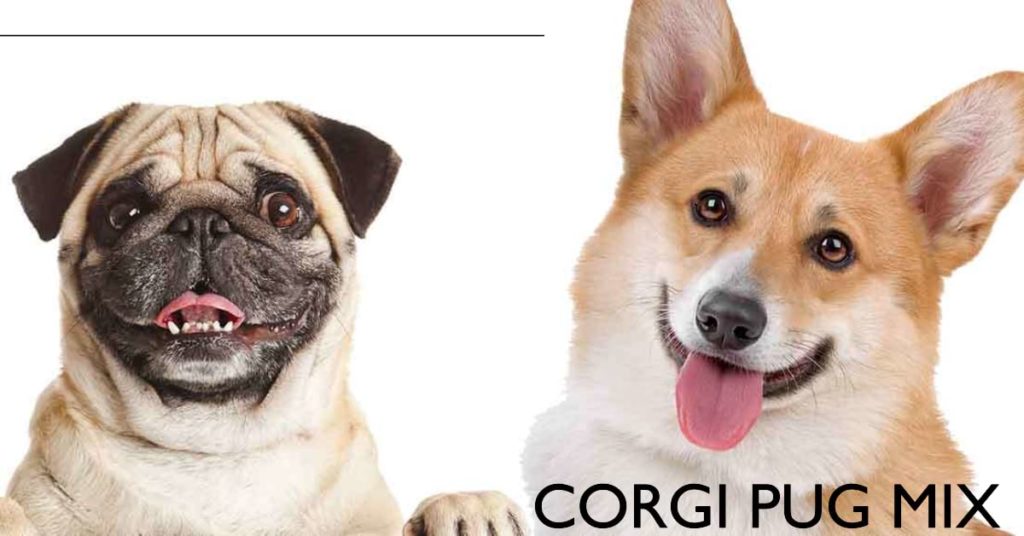 Corgi Pug Mix: Dive Into The Secrets Of Your Dog Corgi Pug Mix