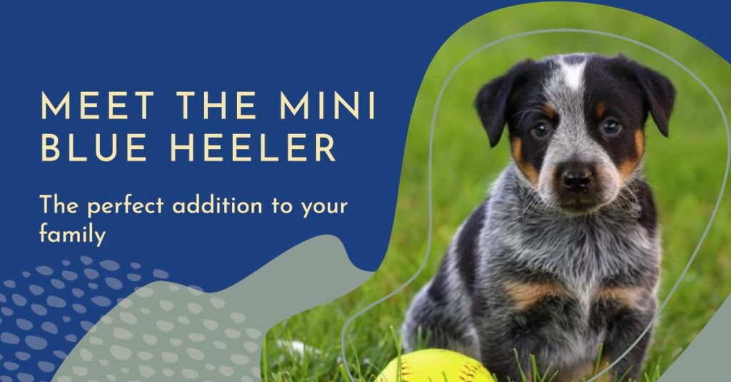 Mini Blue Heeler: Interesting World Of Your Dog Mini Blue Heeler