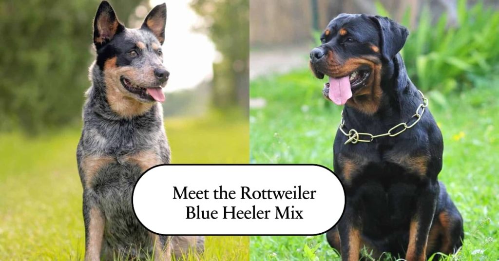 Rottweiler Blue Heeler Mix: Dive into the Interesting World Parents of Rottweiler Blue Heeler Mix