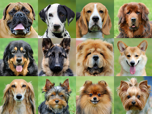 Dog Breed Introduction