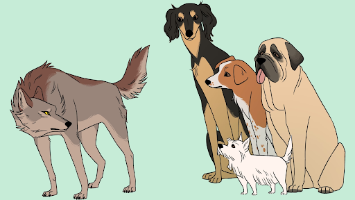 The History and Science of Dog Breeds