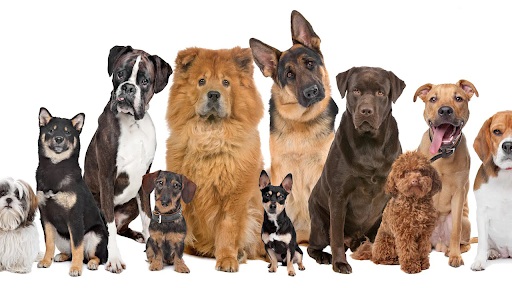 Understanding the breed before the adoption is importan