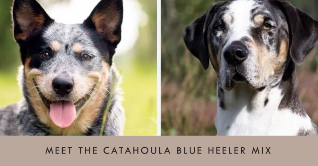 parents of Blue Heeler Catahoula Mix