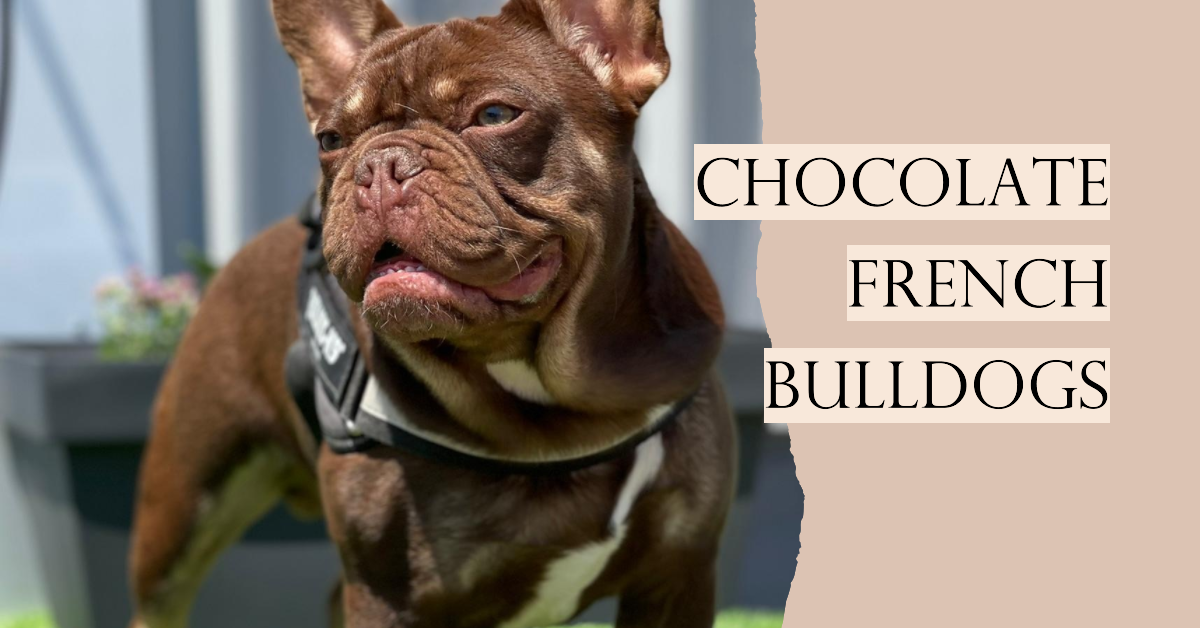 In Love with Chocolate French Bulldogs A Overview 2023