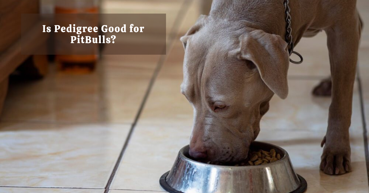 Is Pedigree Dog Food Good For Pitbulls