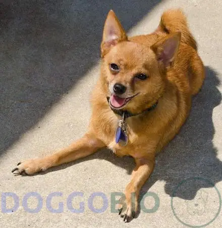 Shiba Inu Chihuahua Mix: Dive into the Interesting World 2023