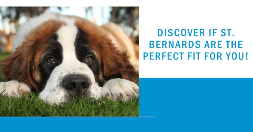 Are St. Bernards Good for First-Time Owners?