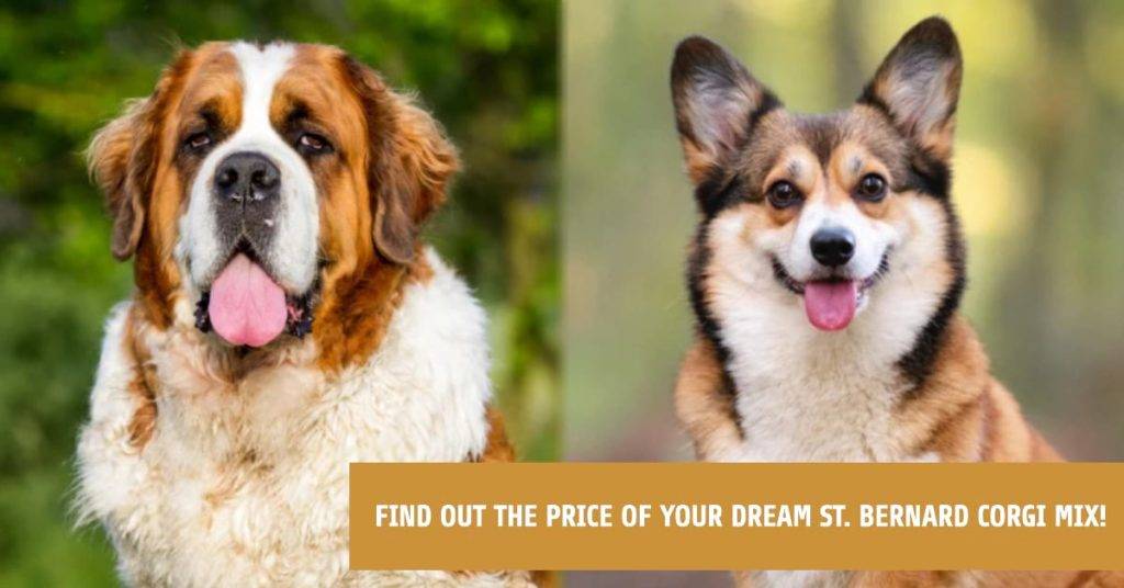How Much Does a St. Bernard Cost?