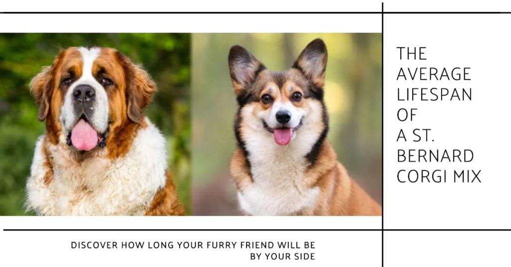 Parents of Saint Bernard Corgi MIx