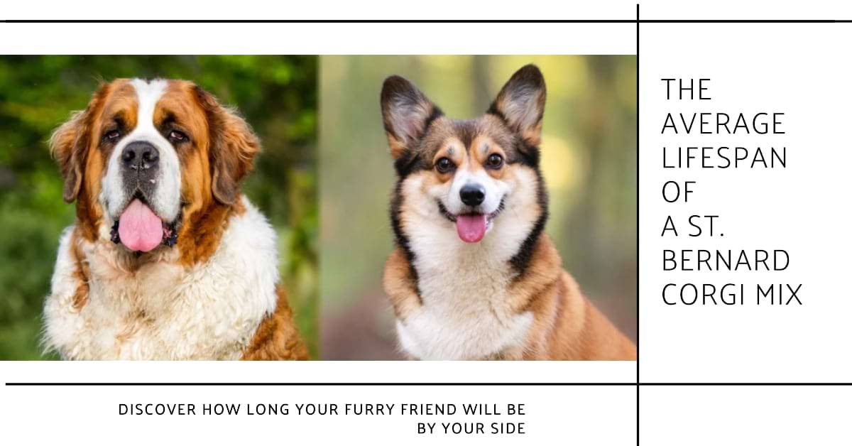 Average Lifespan of St. Bernard Mix 2024