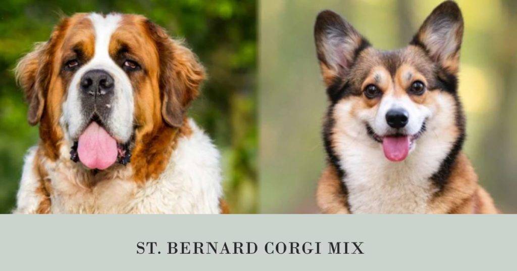 This is a Saint Bernard and Corgi mix