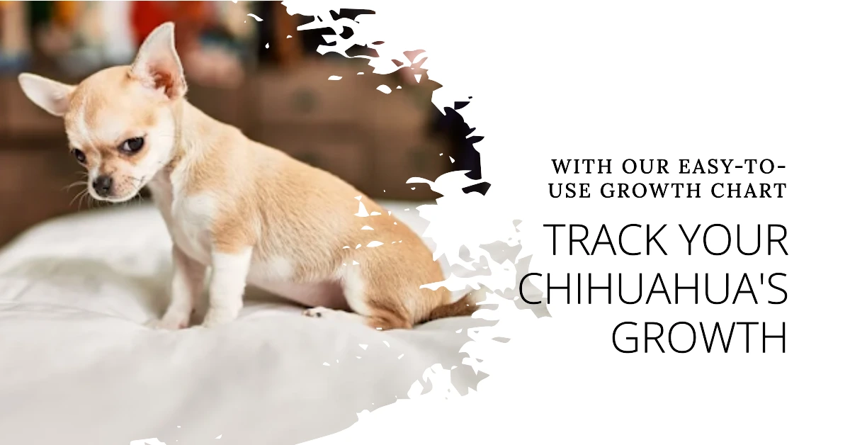 Chihuahua Growth Chart Track Your Pet's Development