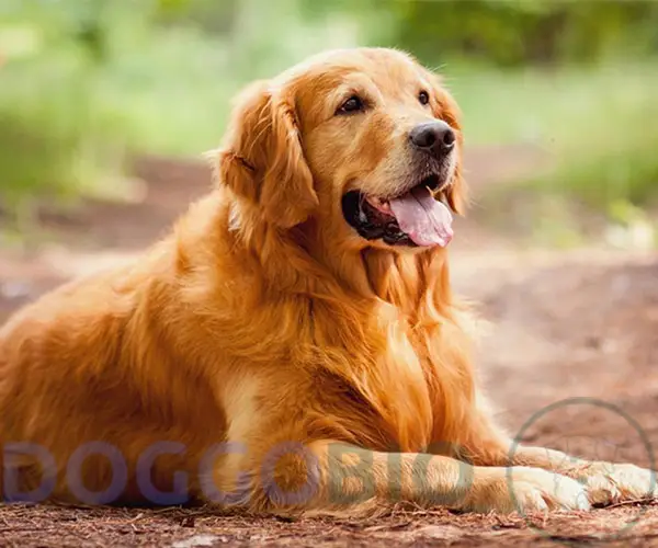 History of Golden Retriever