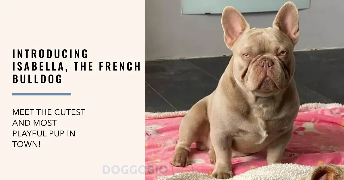 Isabella French Bulldog: Captivating Hearts with Their Rare 2024