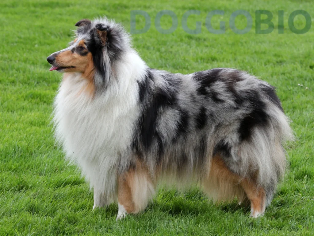 History of Rough Collie