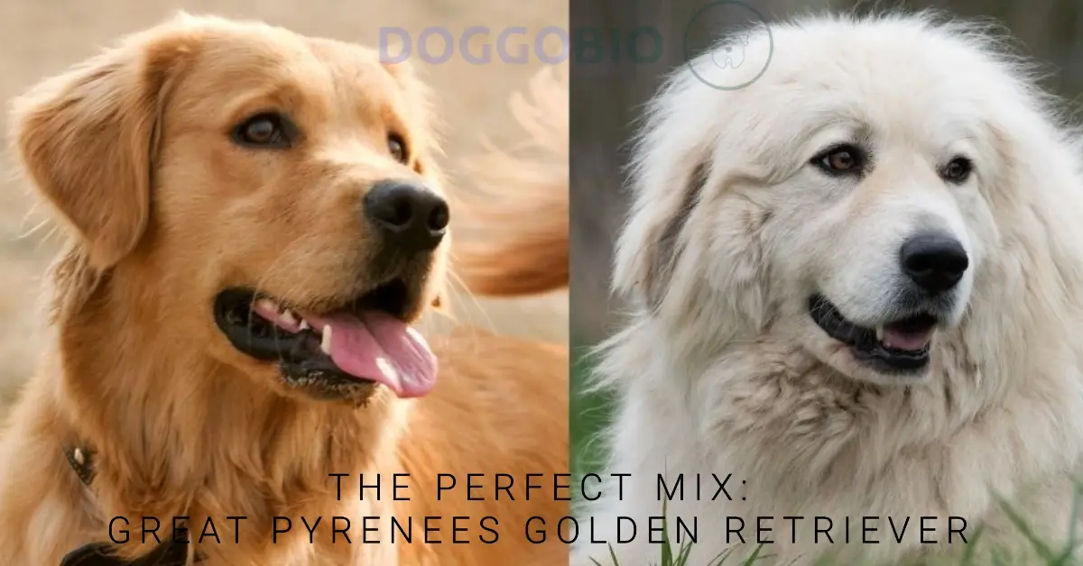 Great Pyrenees Golden Retriever Mix: An Enchanting Breed2024