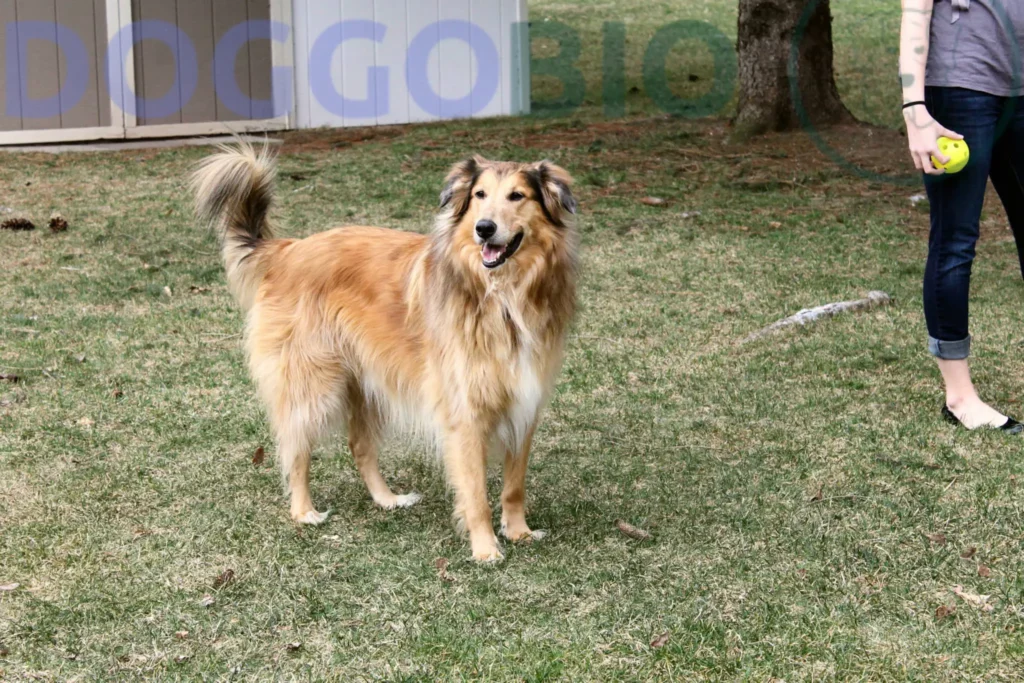 is Golden Collie easy to train?