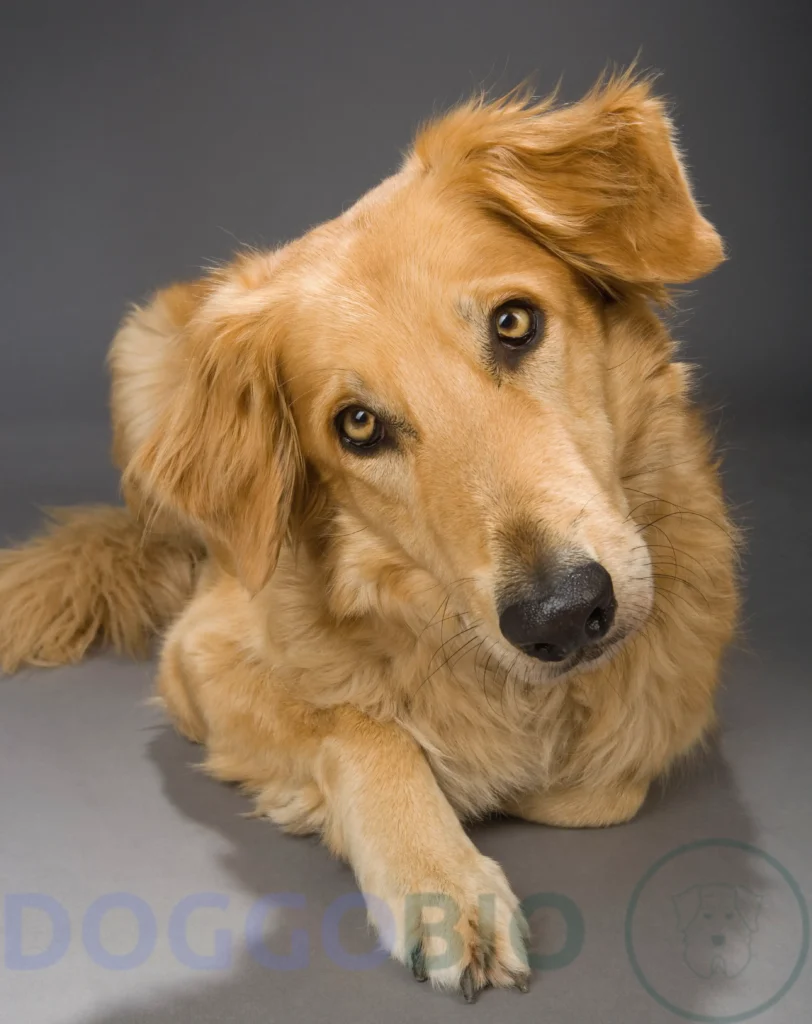 is Golden Collie healthy?