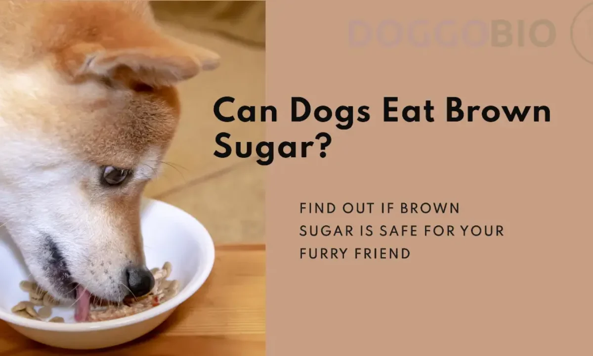 Can Dogs Have Brown Sugar: The Truth and Safer Treats 2024