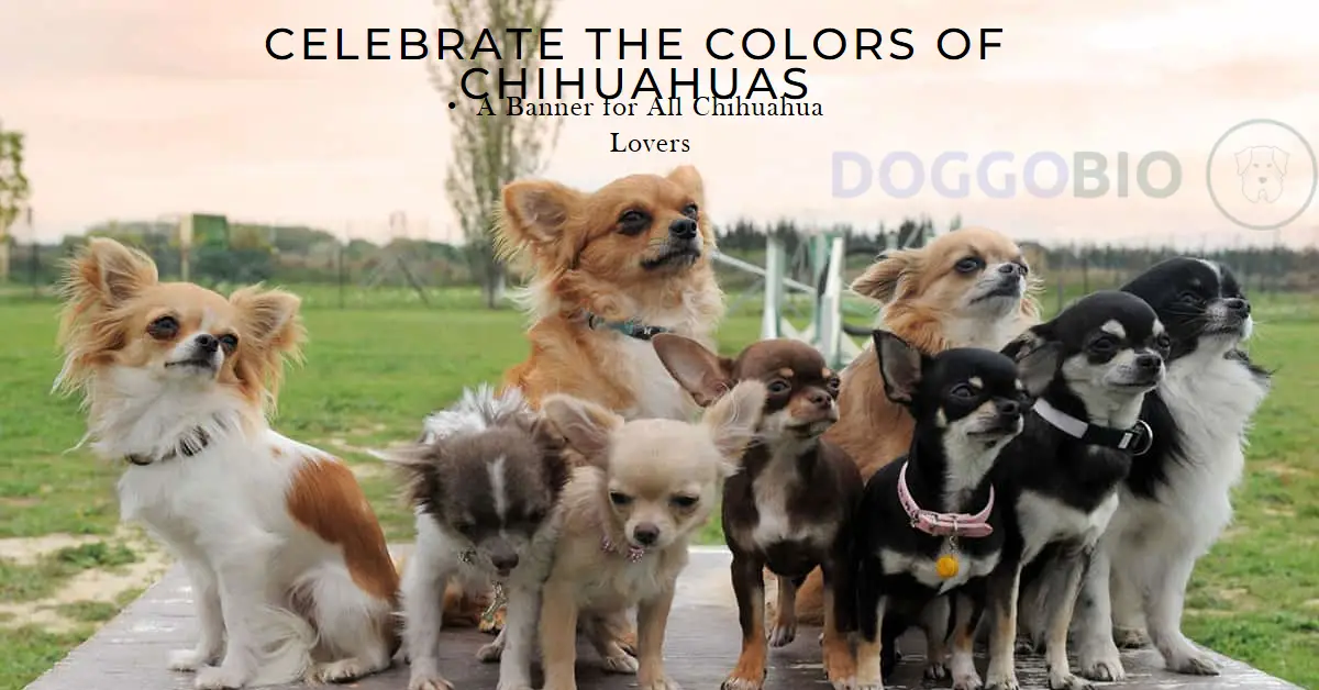 Chihuahua Colors: A Dazzling Spectrum of Canine Beauty 2025