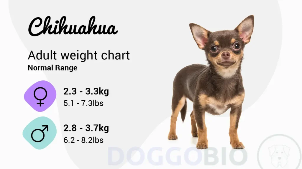 Chihuahua Growth Chart Track Your Pet's Development 2024