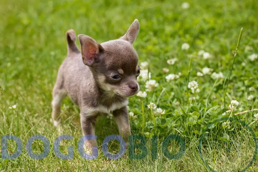 Chihuahua Growth Chart Track Your Pet's Development 2024