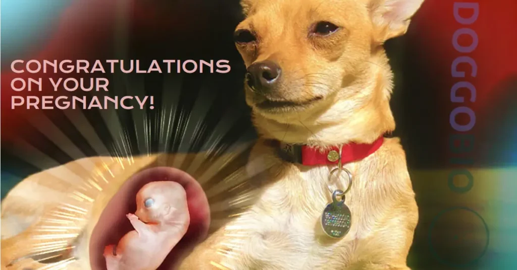 Pregnant Chihuahua Tips For A Healthy Journey 2024   Congratulations On Your Pregnancy 1024x536.webp